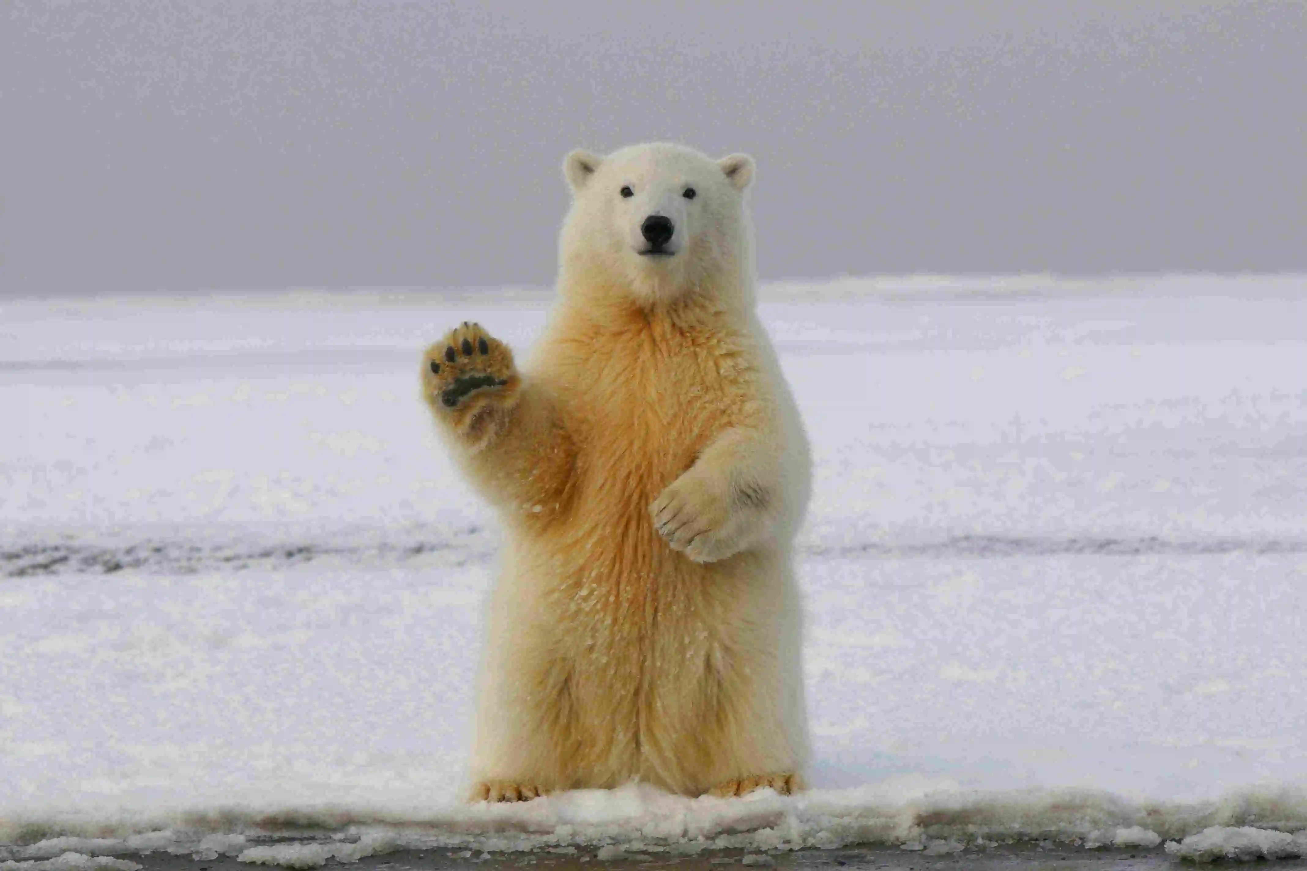 urso polar em pé com a pata para cima